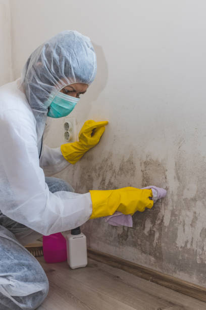 Best Basement Mold Removal  in Rock Hill, NY