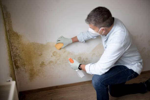 Best Mold Remediation for Healthcare Facilities  in Rock Hill, NY
